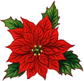 poinsettia