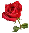 Image result for animated red roses