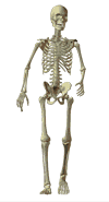skeletons walking