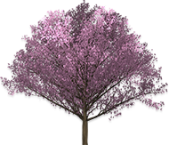 Cherry Blossom Tree