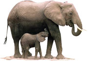 elephants