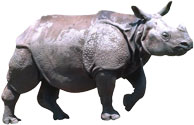 rhinoceros