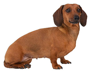 dachshund