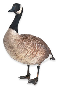 goose