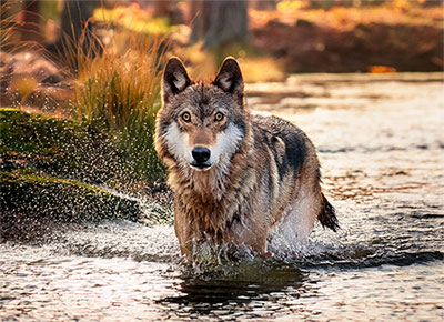 wolf