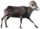 bighorn sheep