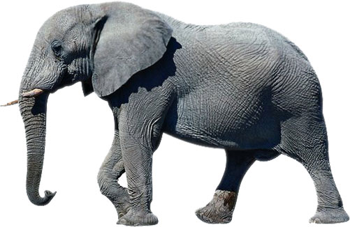 Animated Animal Graphics - Elephants
