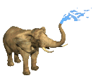 elephant spraying water out his trunk animated
