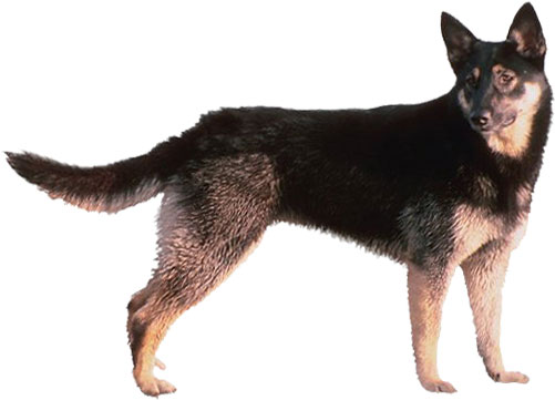 german sheppard