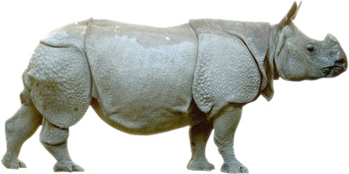 asian rhinoceros