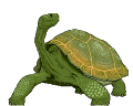 animated tortoise
