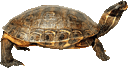turtle with transparent background