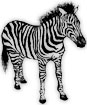 zebra