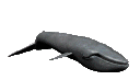whale swimming animated