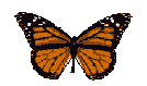 animated flying butterfly