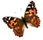 flying butterfly animated