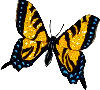 golden butterfly