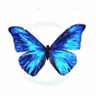 blue animated butterfly