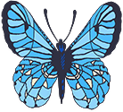 blue butterfly