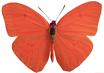 orange butterfly