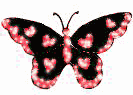 Black and pink butterfly
