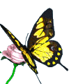 butterfly on a flower animated