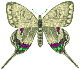 butterfly clipart