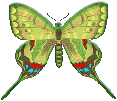 butterfly red blue and green