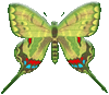 butterfly graphics green