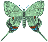 butterfly graphic green red and blue