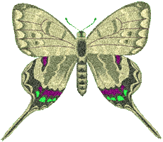 butterfly clipart red and green