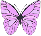 violet butterfly