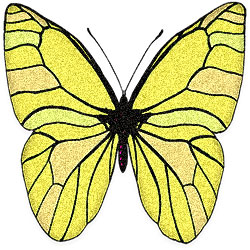 yellow butterfly