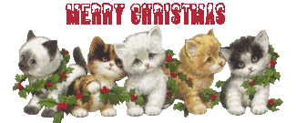 Merry Christmas kittens
