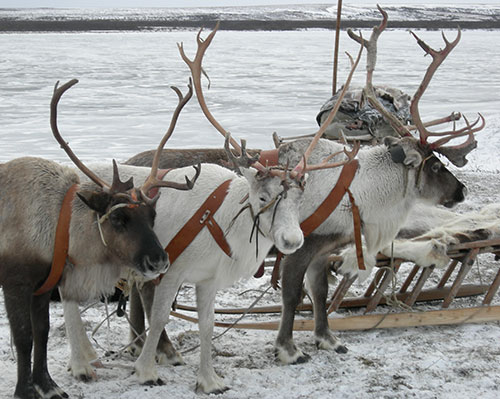 reindeer