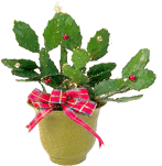 Christmas cactus