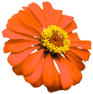 Orange flower