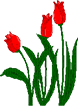 red flowers animated tulips