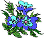 blue flowers