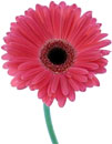 pink daisy