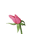 pink rose animation