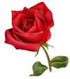 single red rose