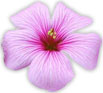 single flower violet