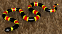 Coral Snake Background