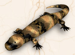 gila monster