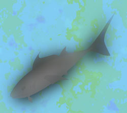 tuna background image