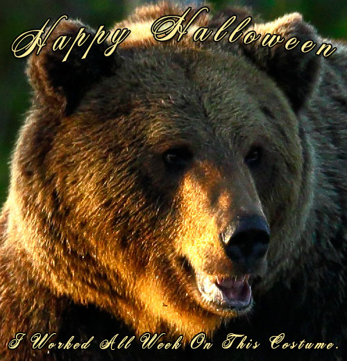 Happy Halloween bear