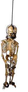 skeleton hanging animated