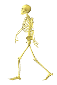 a cool skeleton
