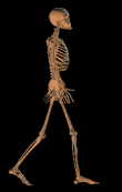 Animated Skeletons - Free Skeleton Clipart